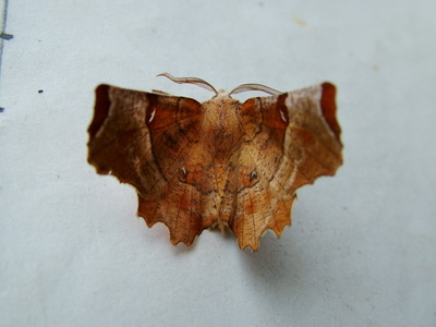 Lunar Thorn